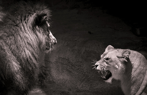 angry lion (tomconger)